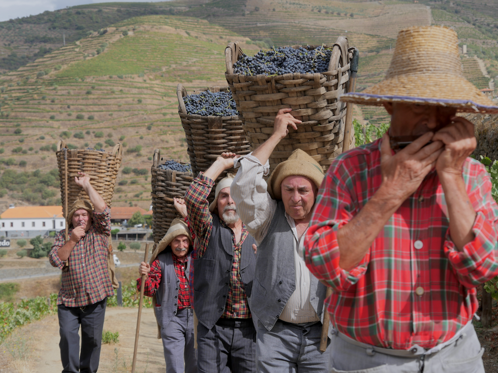 Nos amis de l'Université Senior d'Armamar perpétuent la tradition des vendanges à Quinta do Tedo.