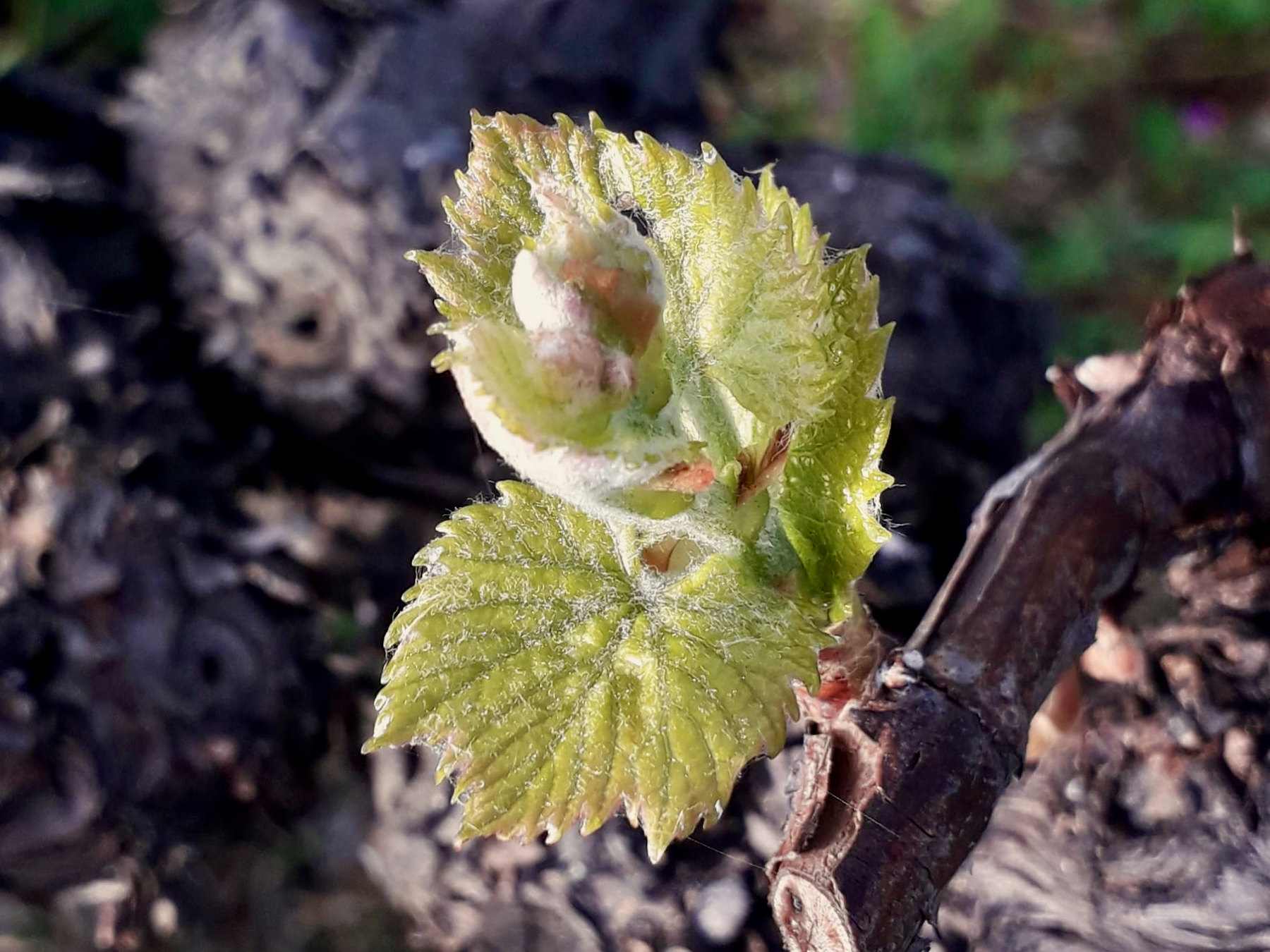 Spring 2025 has (finally!) sprung in Douro Valley