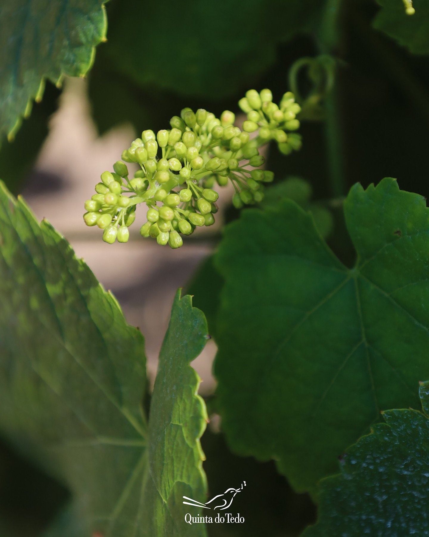 ᴘᴛ As nossas vinhas atravessam uma fase crucial: o fim da flora&ccedil;&atilde;o e o in&iacute;cio do crescimento dos bagos.
&Eacute; aqui que o futuro da vindima come&ccedil;a a ganhar forma.

SPOILER: Estes bagos v&atilde;o dar grandes vinhos! 🍷😉