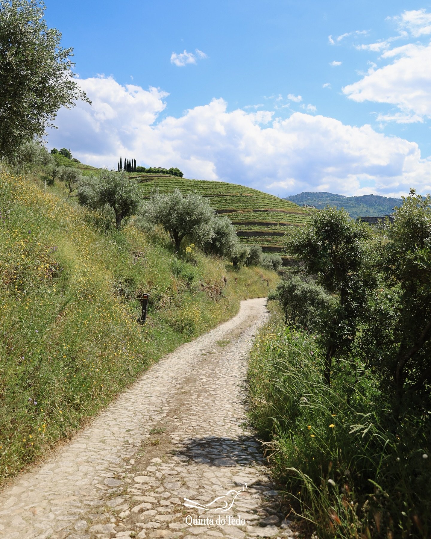 ᴘᴛ Este &eacute; o nosso pequeno lembrete do que &eacute; uma caminhada na Natureza envolvente &agrave; Quinta do Tedo nos dias que antecedem o ver&atilde;o ☀

Trilhas, sons e cheiros da Natureza e aquelas vistas que s&oacute; quem caminha conhece!


