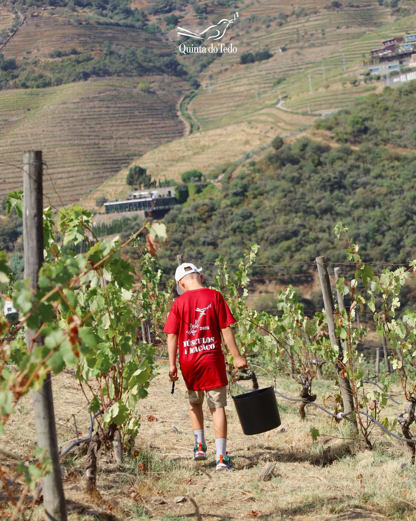 ᴘᴛ Experi&ecirc;ncia de Vindimas 2025 🍇 

Foi um prazer partilhar momentos &uacute;nicos na Quinta do Tedo: vindima, pisa a p&eacute; nos lagares, provas de vinho e um delicioso almo&ccedil;o.

Um agradecimento especial a todos os participantes por 