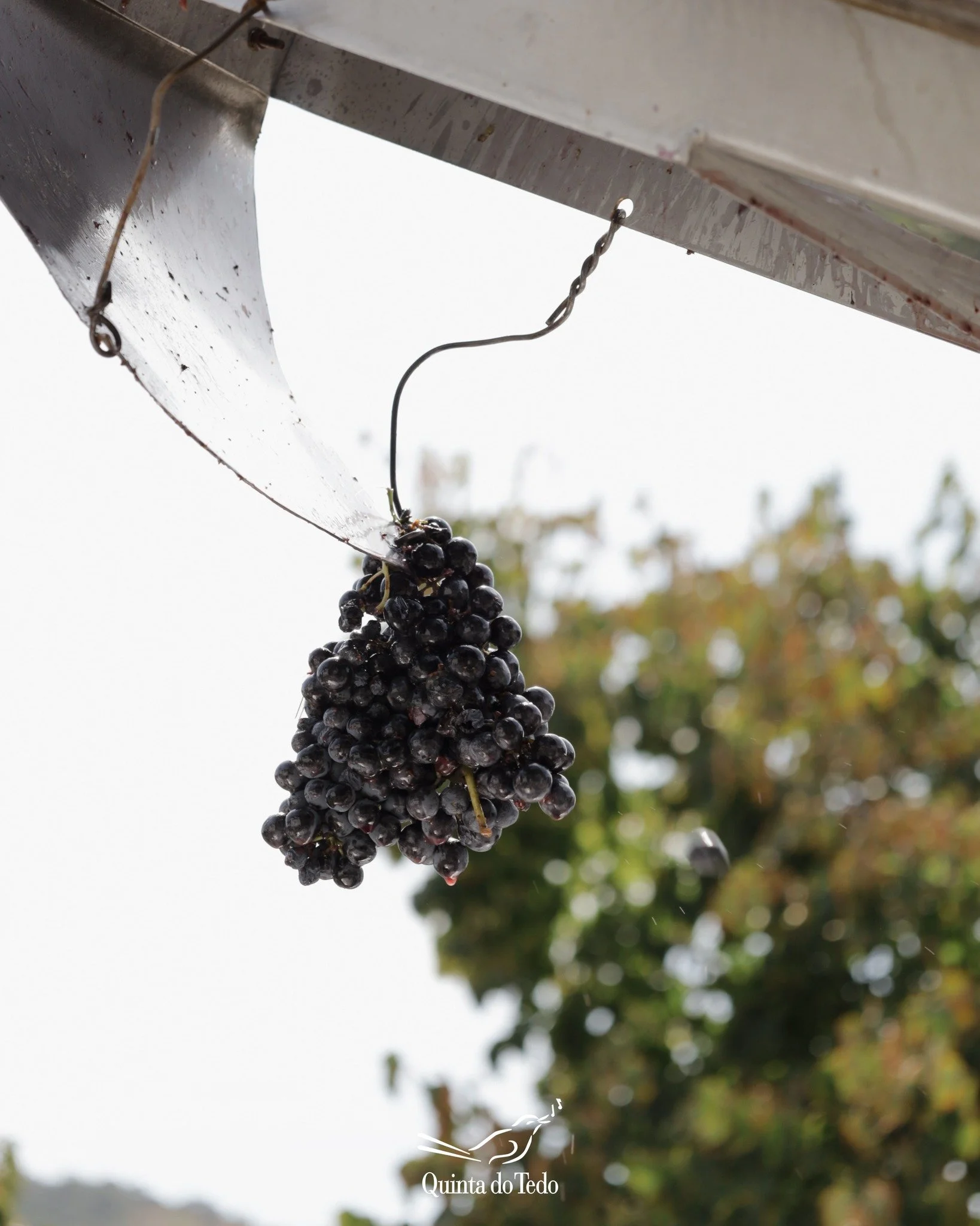 ᴘᴛ 🍇 A &eacute;poca mais especial do ano!

O empenho e dedica&ccedil;&atilde;o da nossa equipa &eacute; essencial para transformar cada cacho em vinhos de excel&ecirc;ncia.

Obrigado por fazerem parte da hist&oacute;ria da Quinta do Tedo.

ᴇɴ 🍇 The
