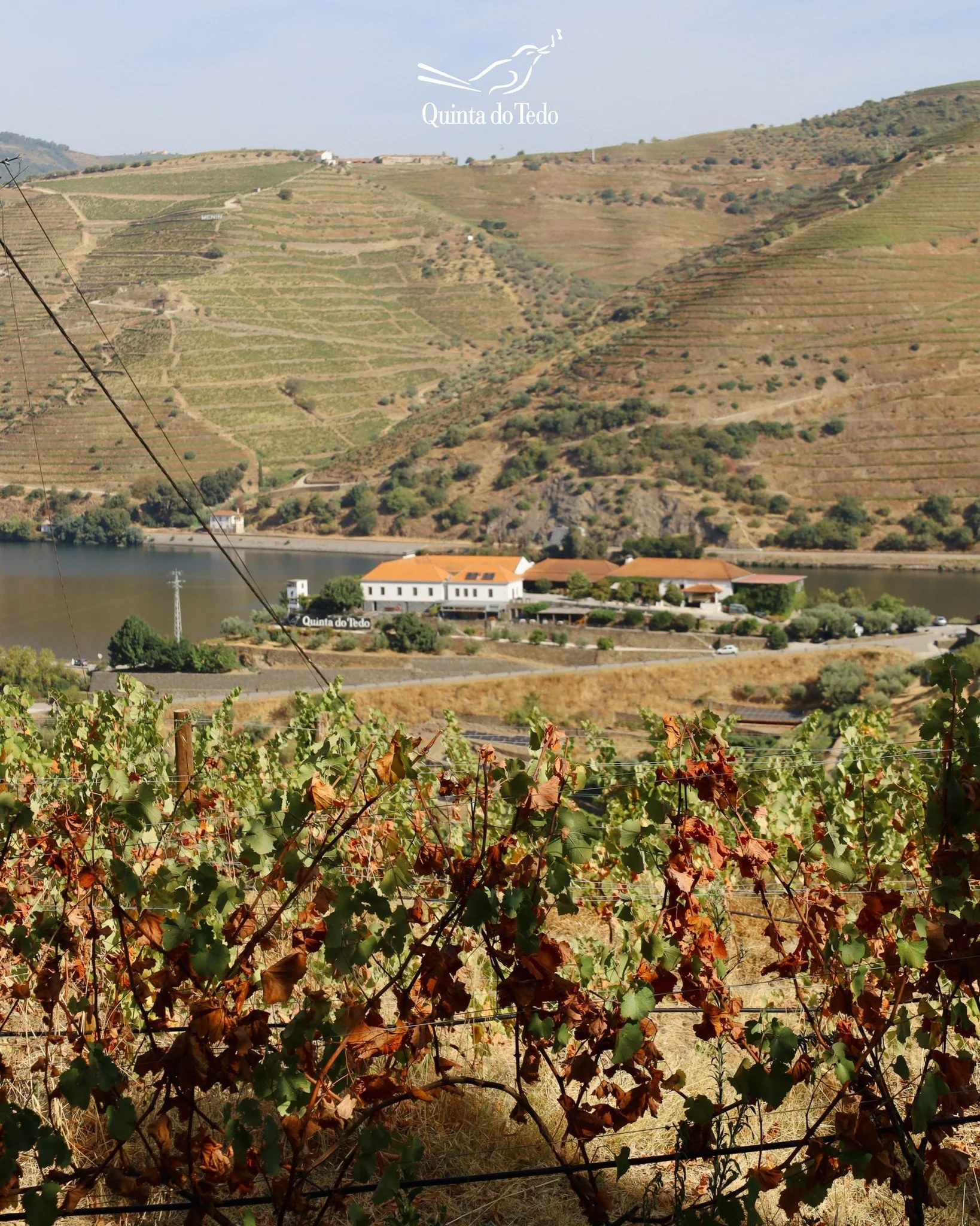 ᴘᴛ 🍂 O outono come&ccedil;a a despertar na Quinta do Tedo

As vinhas mudam de cor e o Douro ganha uma nova luz. &Eacute; a esta&ccedil;&atilde;o perfeita para passeios tranquilos e brindes inesquec&iacute;veis🍷

ᴇɴ 🍂 Autumn begins to awaken at Qui