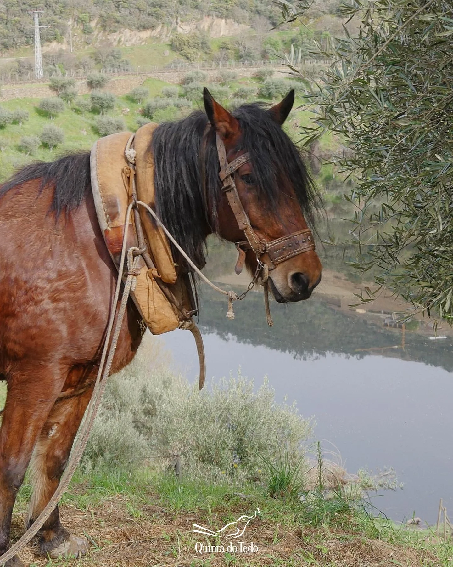 ᴘᴛ 🐾🌍 Hoje celebramos o Dia Mundial do Animal

Na nossa Quinta, cada animal &eacute; parte da paisagem viva - guardi&otilde;es silenciosos e companheiros fi&eacute;is.

Recordam-nos a import&acirc;ncia da empatia, do cuidado e do respeito por todos