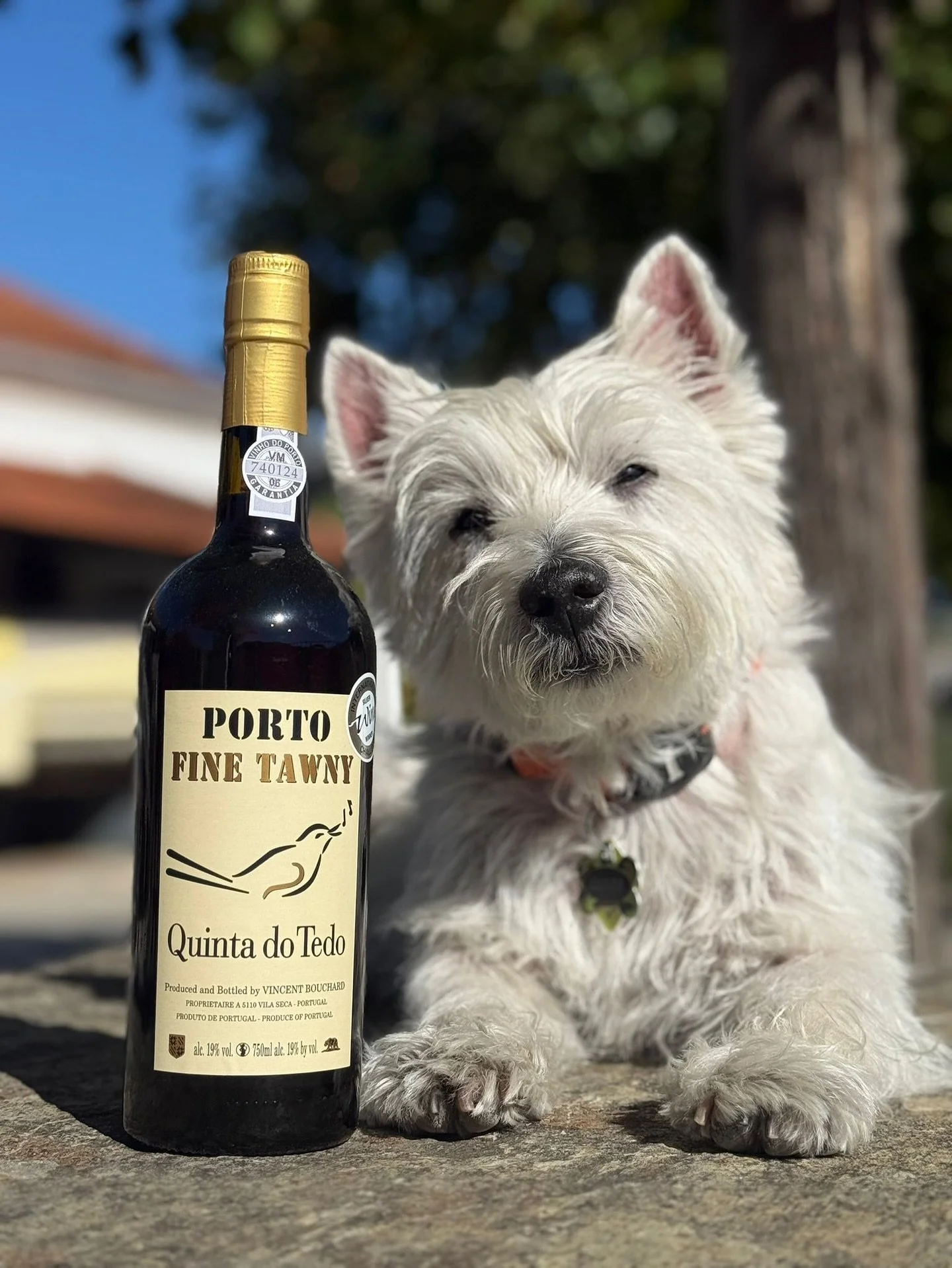 ᴘᴛ Nada melhor do que um brinde em boa companhia! 🐾🍷

Agradecemos ao nosso cliente pelo registo maravilhoso, que captura o nosso Tawny e a companhia fiel de um amigo de quatro patas 🥰

ᴇɴ Nothing better than a toast in good company! 🐾🍷

We thank