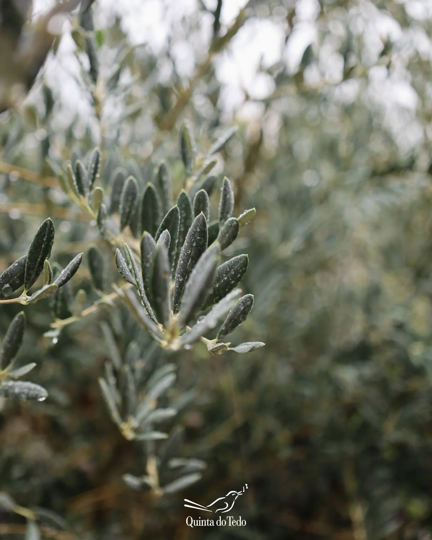 ᴘᴛ 🌿 As &uacute;ltimas semanas foram de colheita no Douro. Entre os olivais que rodeiam o encontro dos rios Douro e Tedo, conclu&iacute;mos mais uma apanha da azeitona &mdash; o primeiro passo para criar o nosso azeite biol&oacute;gico virgem extra.