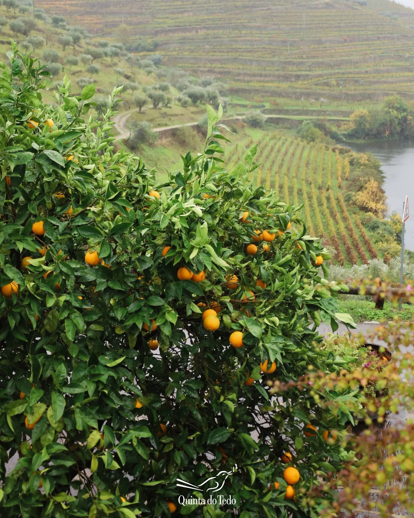 ᴘᴛ As nossas laranjas 🍊

Colhidas diretamente da &aacute;rvore, s&atilde;o uma fonte natural de vitaminas, ideais para come&ccedil;ar o dia.
Perfeitas para um sumo fresco no pequeno-almo&ccedil;o B&amp;B, ou para os bolos caseiros e o doce de laranj
