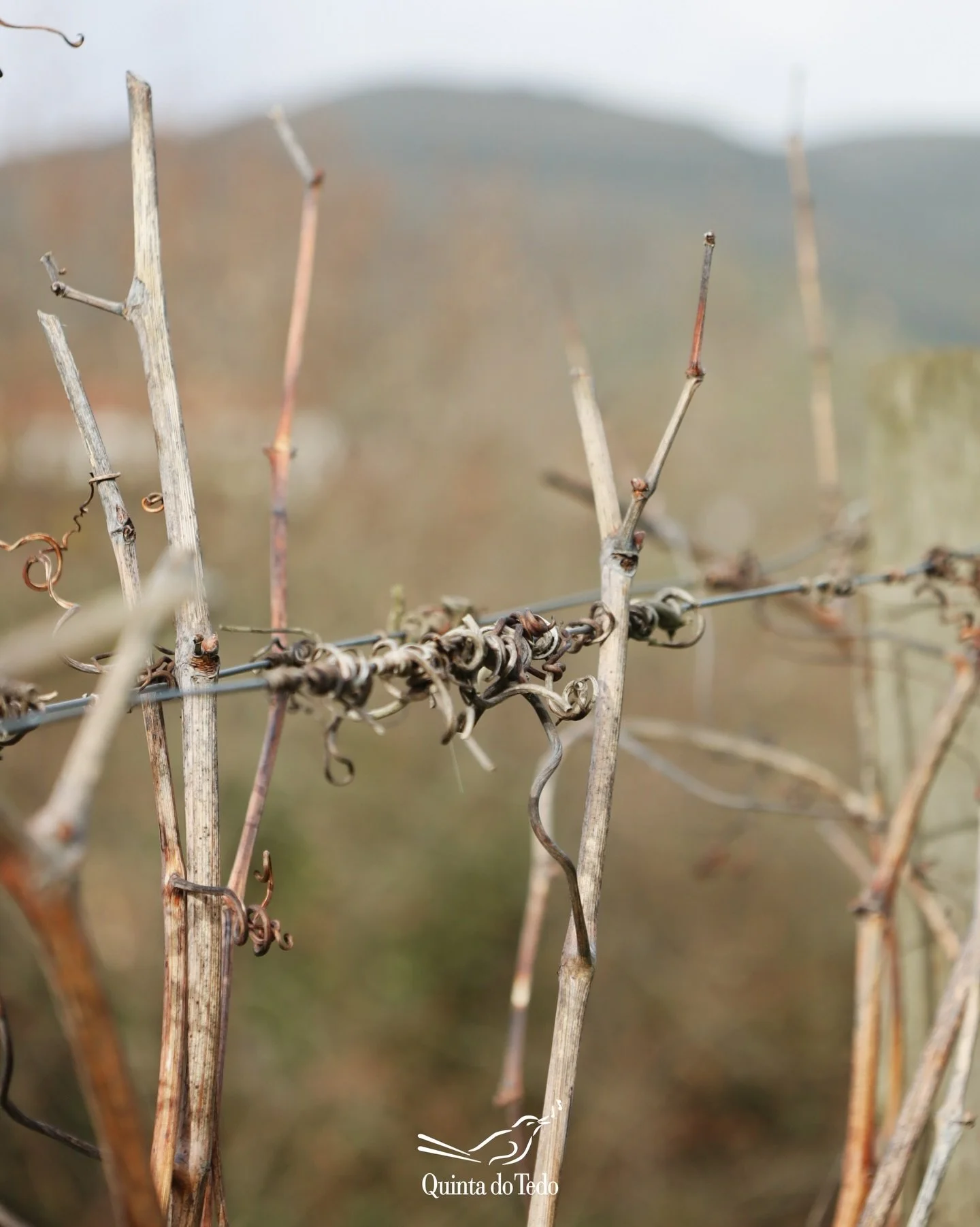 ᴘᴛ As vinhas descansam,
a terra respira
e n&oacute;s preparamos a pr&oacute;xima colheita.

Fevereiro &eacute; m&ecirc;s de poda no Douro ✂️🍇

ᴇɴ The vines rest,
the earth breathes,
and we prepare for the next harvest.

February is pruning month in 