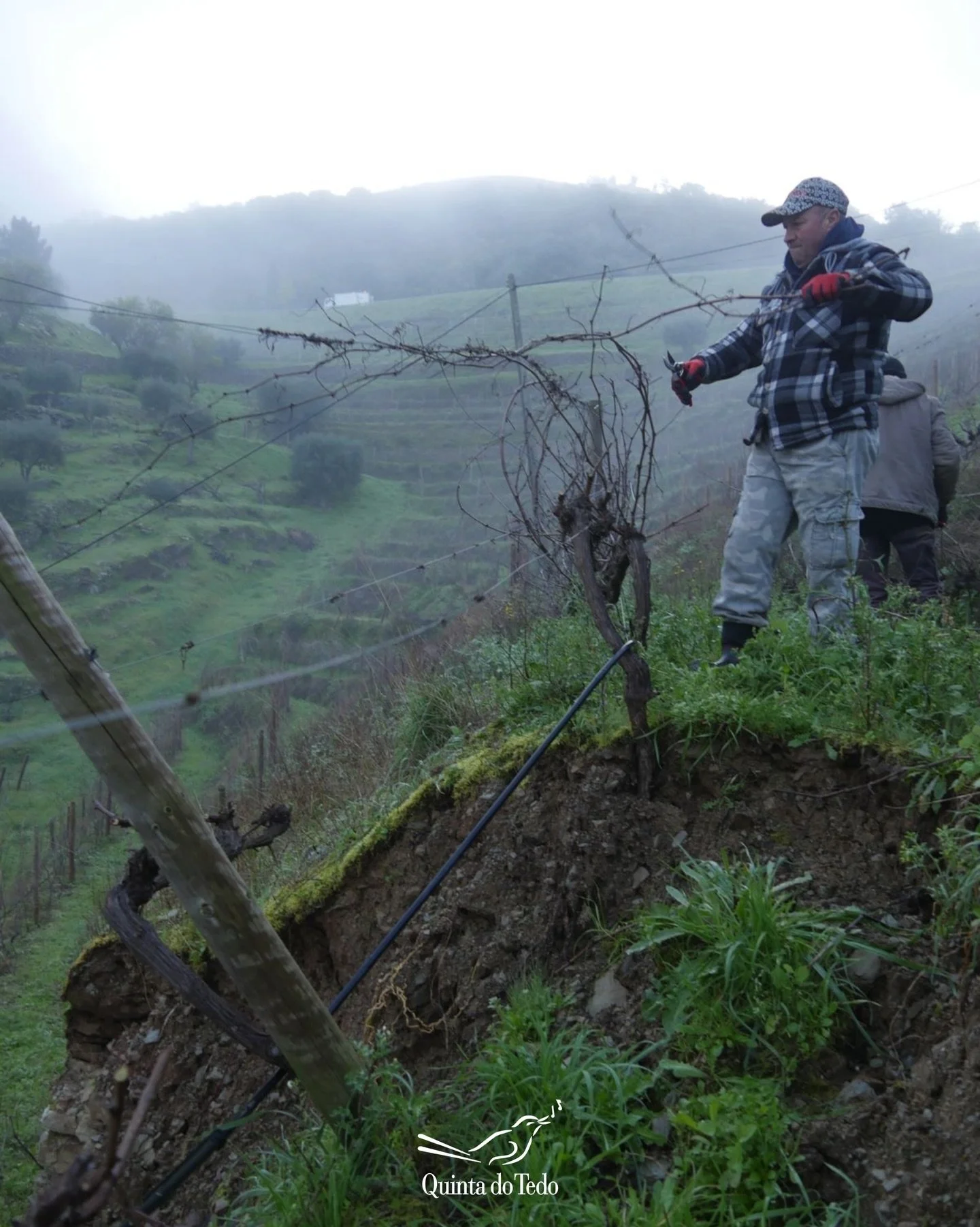 ᴘᴛ Uma s&eacute;rie de tempestades consecutivas neste inverno atrasou a nossa poda e causou a queda de muitos dos nossos muros de pedra seca protegidos pelo Patrim&oacute;nio Mundial da UNESCO, juntamente com as vinhas que eles sustentam.

Ser&aacute