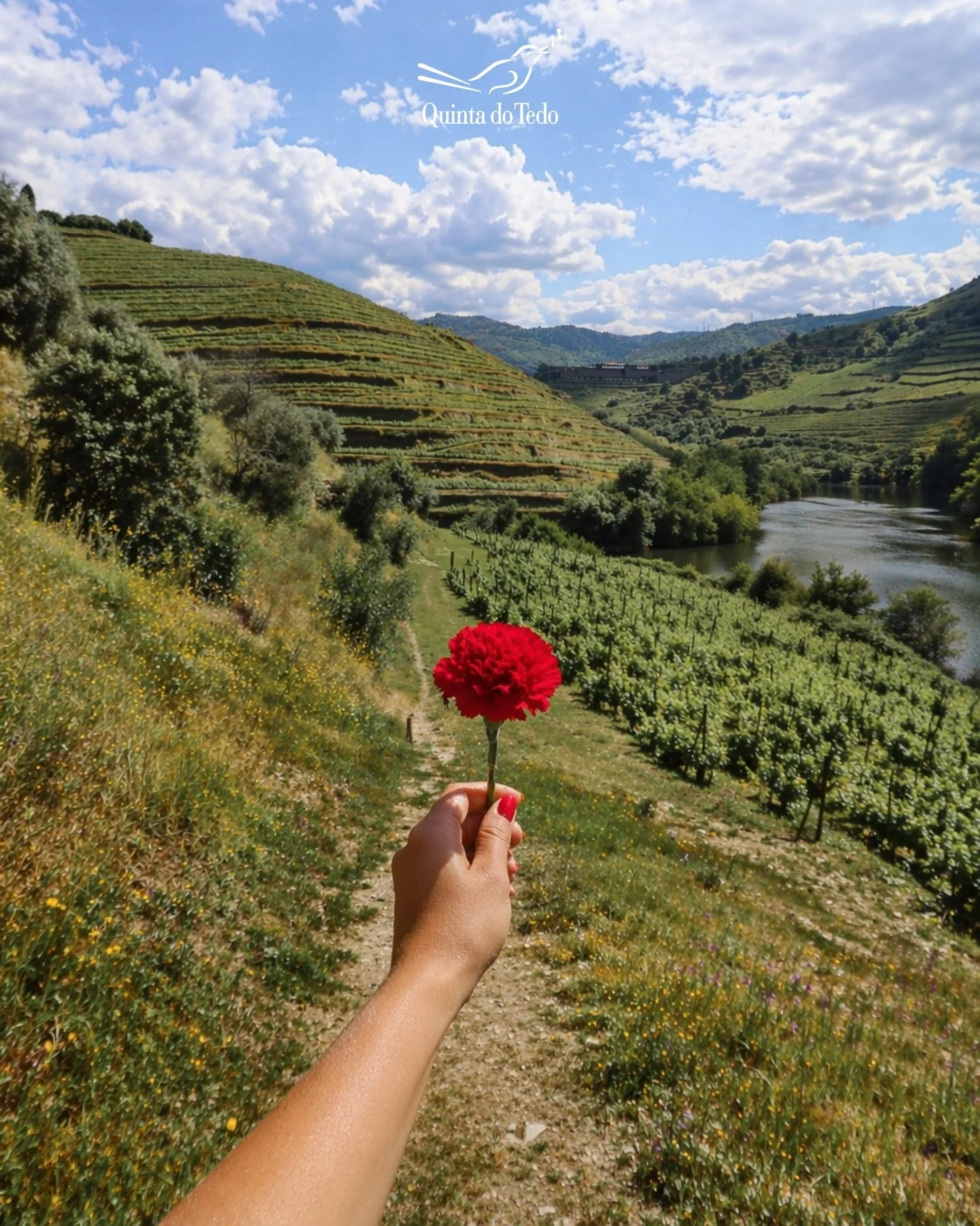 ᴘᴛ Entre vinhas, cravos e vinhos, h&aacute; liberdade para 𝘀𝗲𝗻𝘁𝗶𝗿, 𝗽𝗮𝗿𝘁𝗶𝗹𝗵𝗮𝗿 e 𝗹𝗲𝗺𝗯𝗿𝗮𝗿.

Neste 𝟮𝟱 𝗱𝗲 𝗔𝗯𝗿𝗶𝗹, celebramos a coragem que mudou a hist&oacute;ria e brindamos &agrave; vida, aos sentidos e &agrave; beleza do n