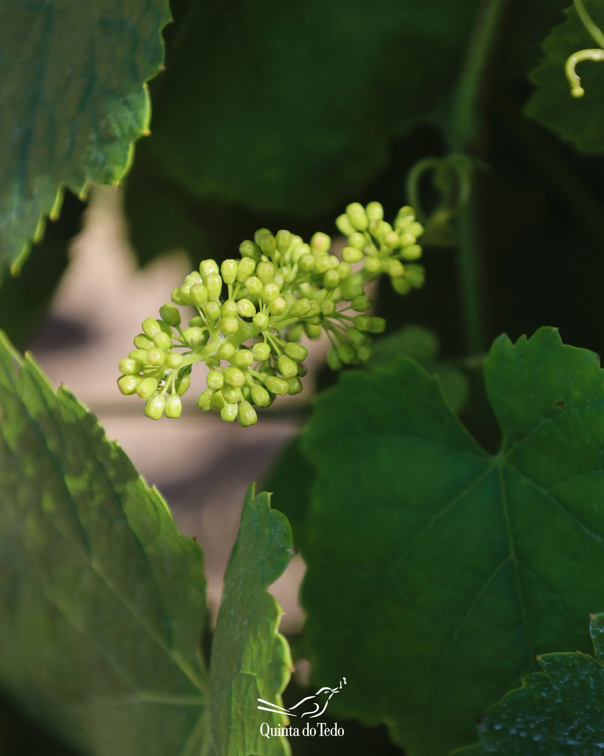 ᴘᴛ Depois da 𝗶𝗻𝗳𝗹𝗼𝗿𝗲𝘀𝗰𝗲̂𝗻𝗰𝗶𝗮, quando as pequenas flores ainda est&atilde;o protegidas pelas suas &ldquo;c&aacute;psulas&rdquo;, inicia-se a 𝗳𝗹𝗼𝗿𝗮𝗰̧𝗮̃𝗼. As c&aacute;psulas abrem-se e caem, dando lugar ao despertar pleno da videir