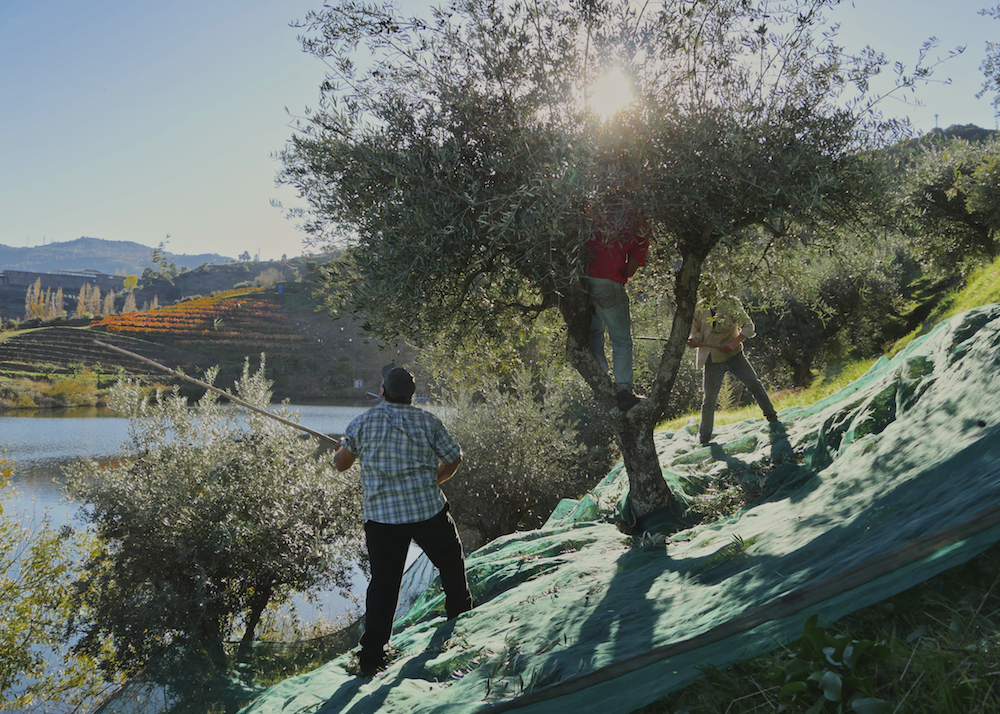 ’Tis the season for olives – harvest, oil and recipe galore!