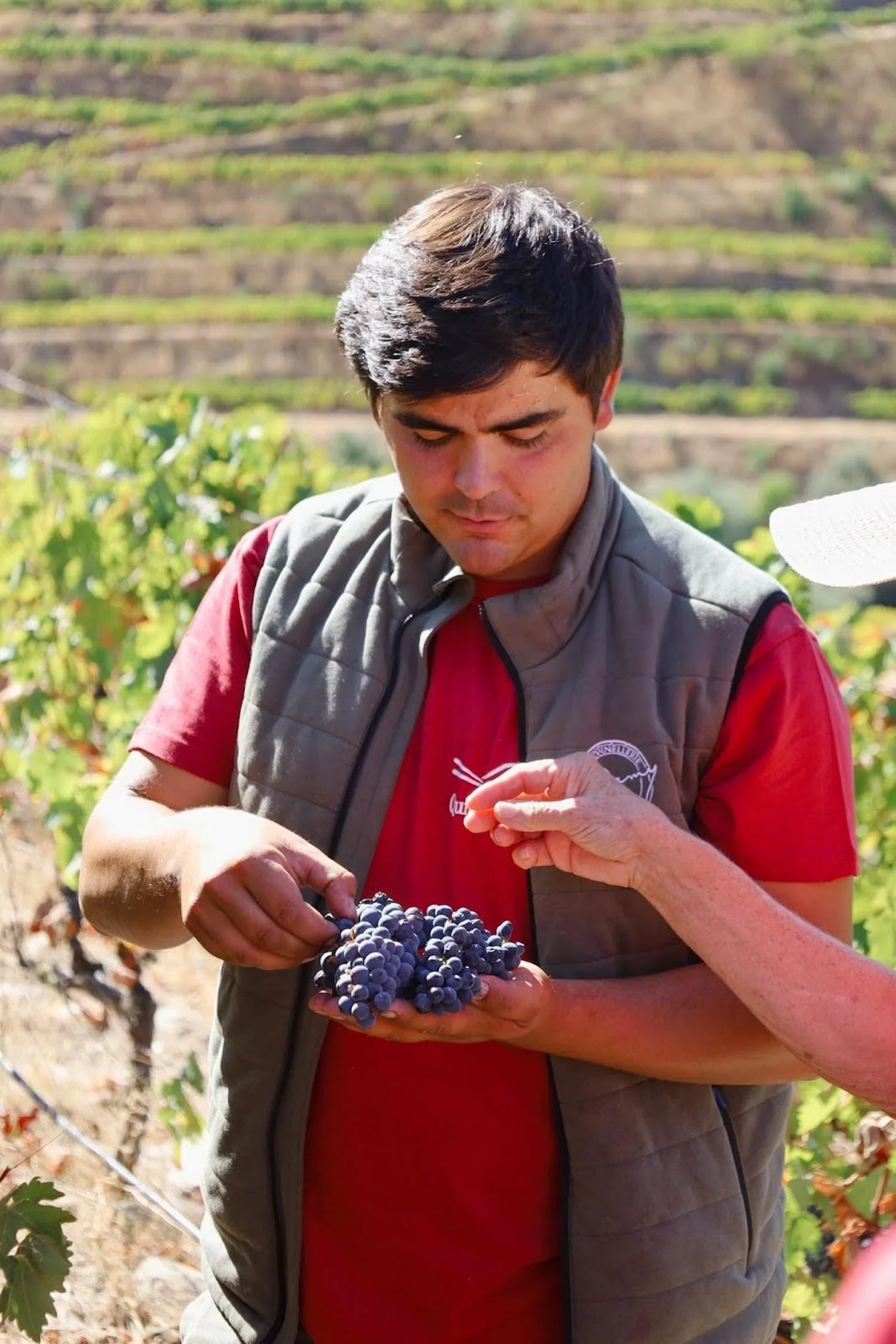 Photo: Viticultural Manager Angelo RIbeiro showing the difference between Touriga Nacional and Tinta Roriz.