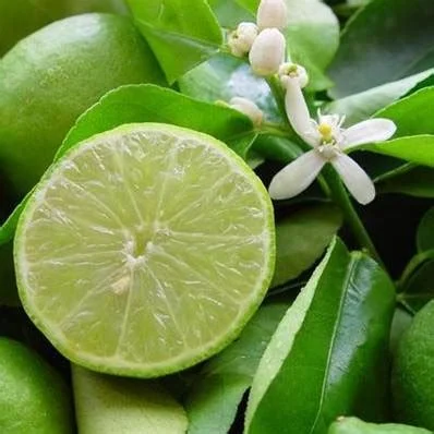 extrait de citron.jpg