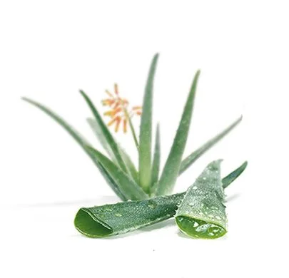 JUS DE FEUILLE D’ALOE BARBADENSIS.jpg