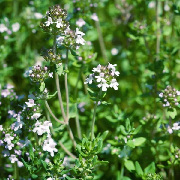 HUILE DE THYMUS VULGARIS (THYM).jpg