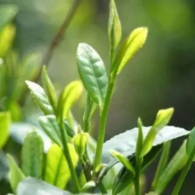 EXTRAIT DE THÉ VERT.jpg