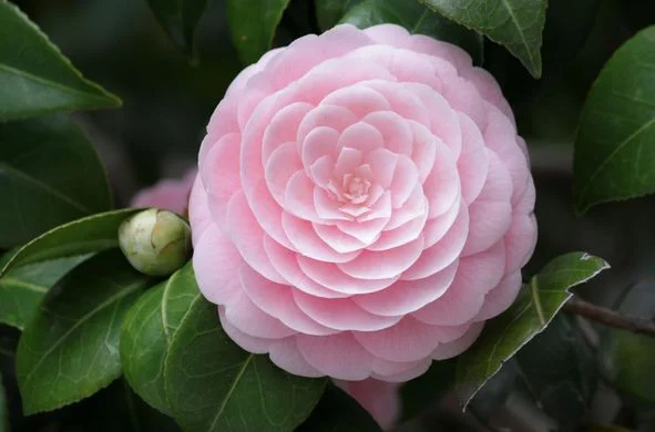 HUILE DE CAMELLIA.jpg