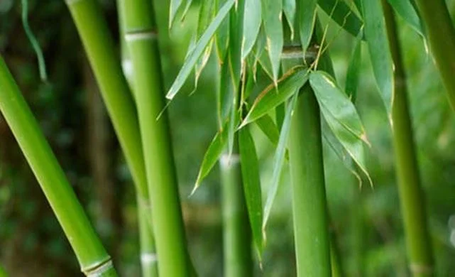 bamboo.jpg