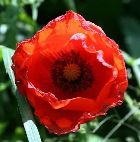 coquelicot.jpg