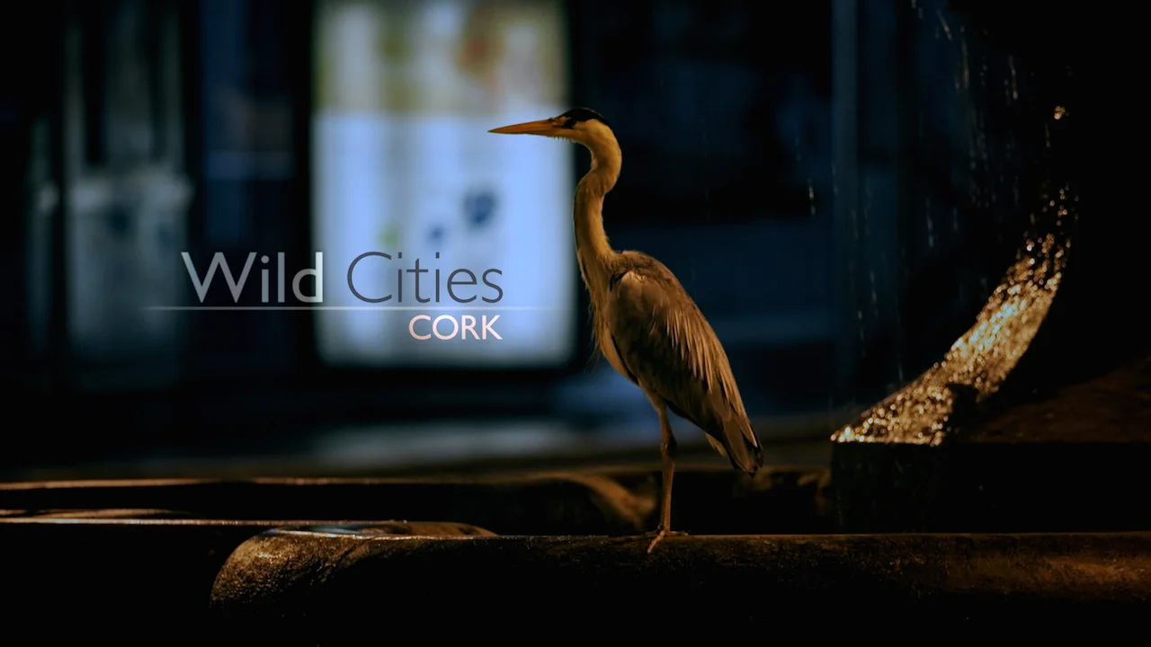 WILD CITIES.jpg