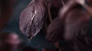 Clé de Peau / Director: Raphael Hache (MAD.) / Dop: Fabien Benzaquen / Colorist: Anne Szymkowiak.