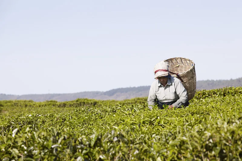 Tea Picker.jpg