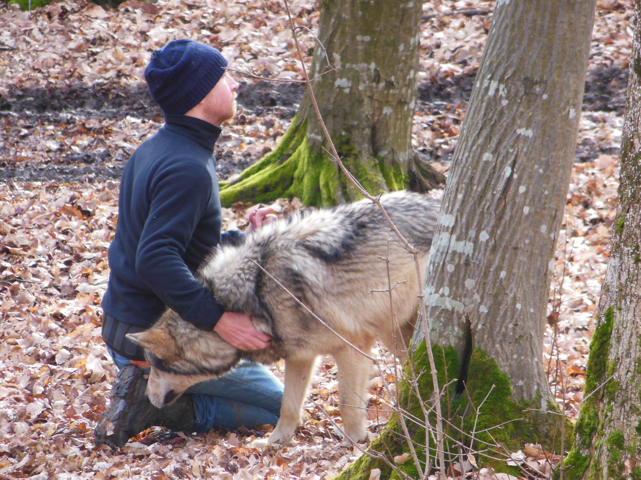 « Living with wolves » Romania