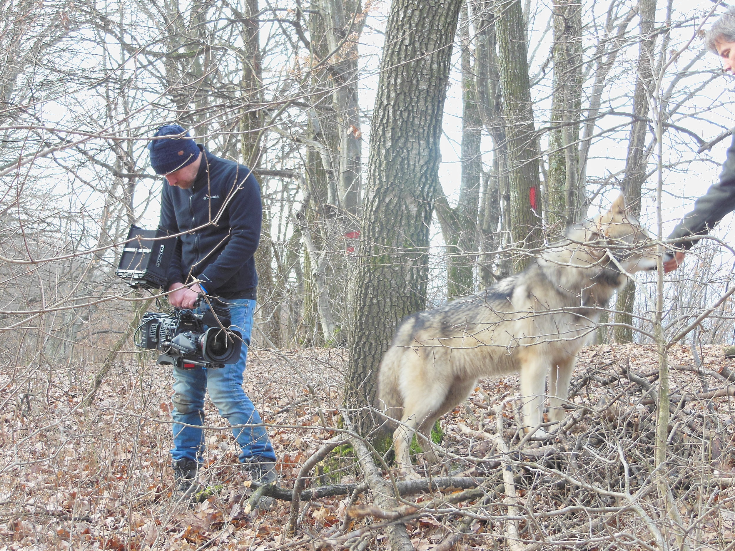 « Living with wolves » Romania