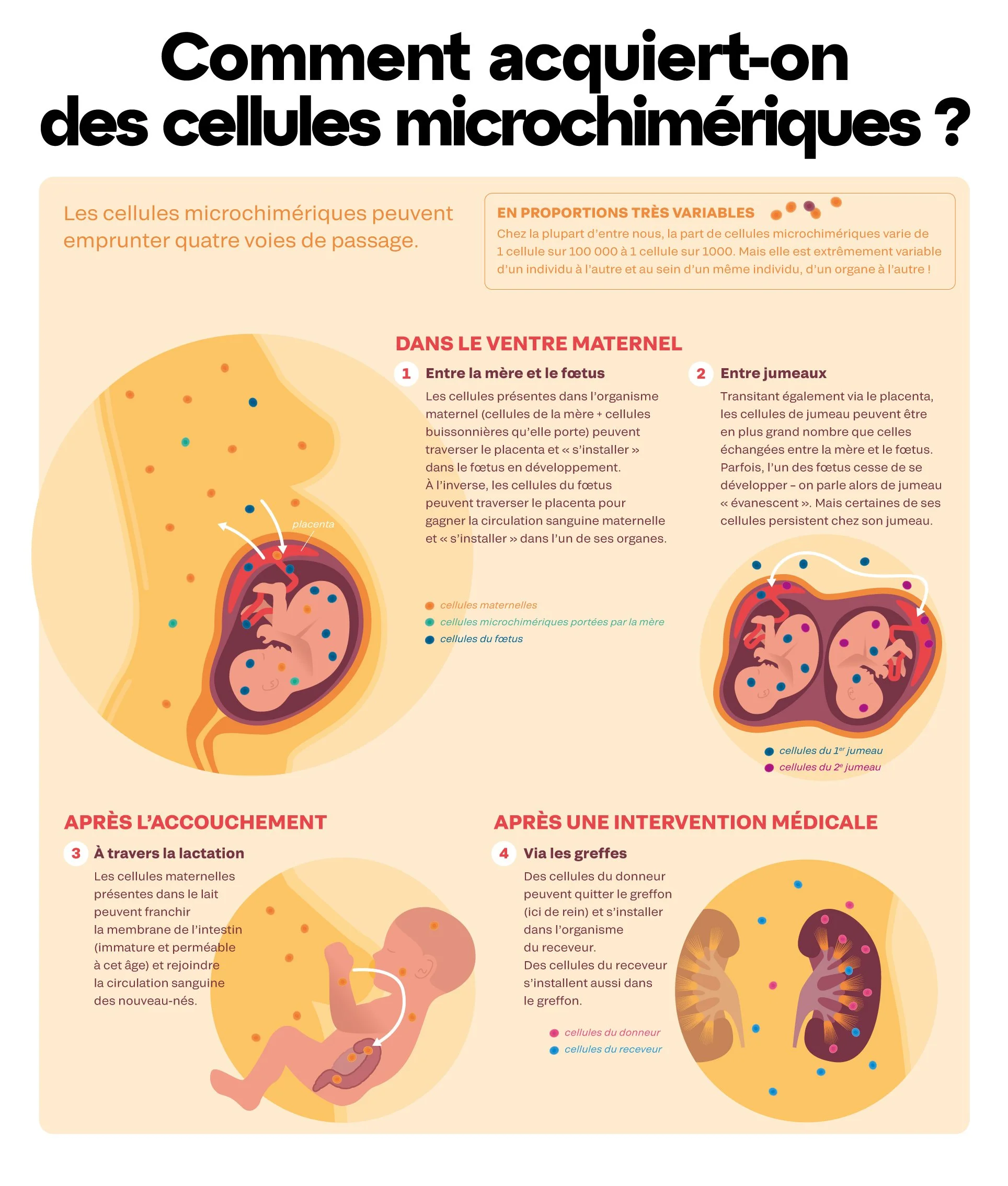 96-microchimerisme-1-simple-V4.jpg