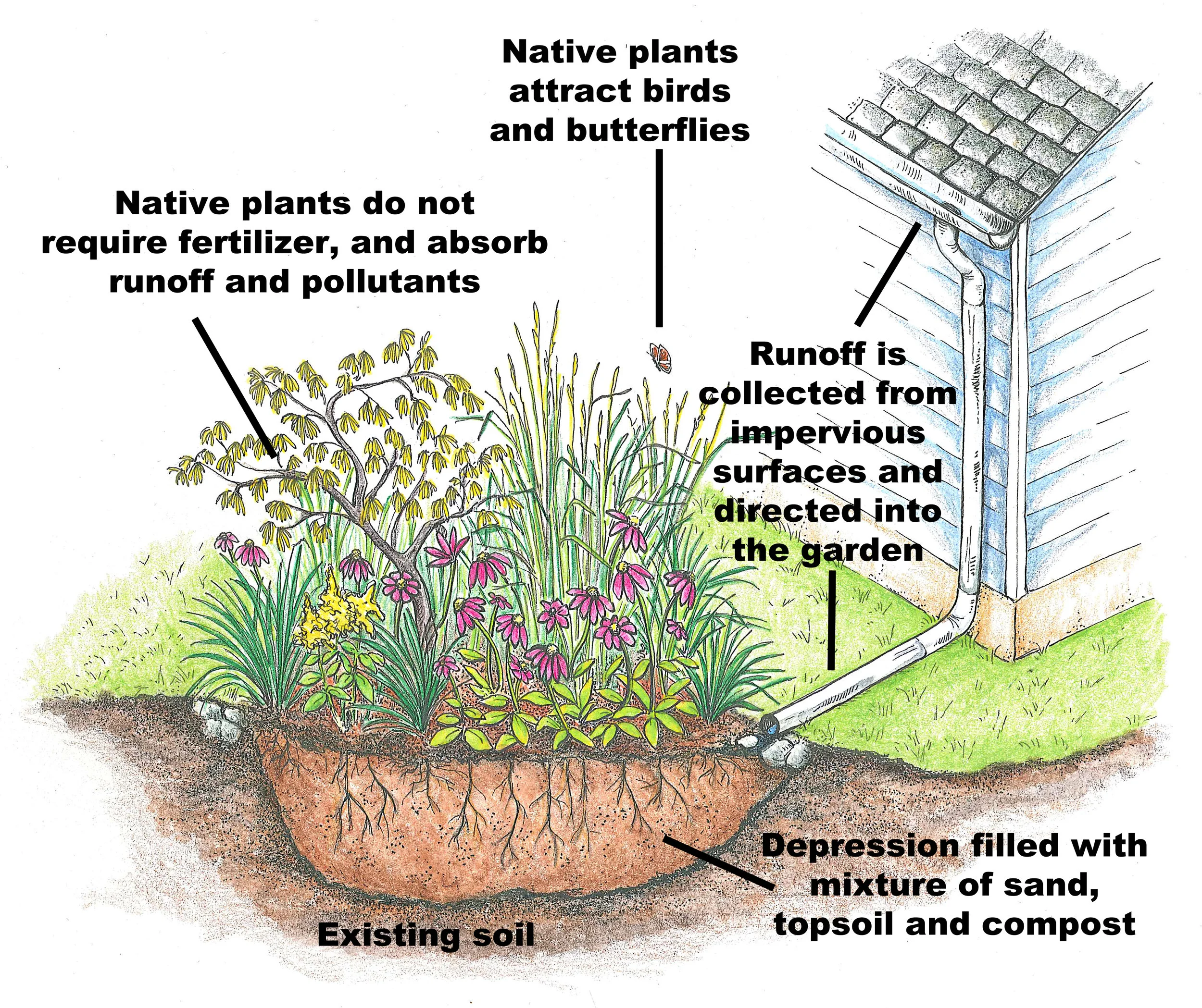 rain_garden_graphic_words.jpg