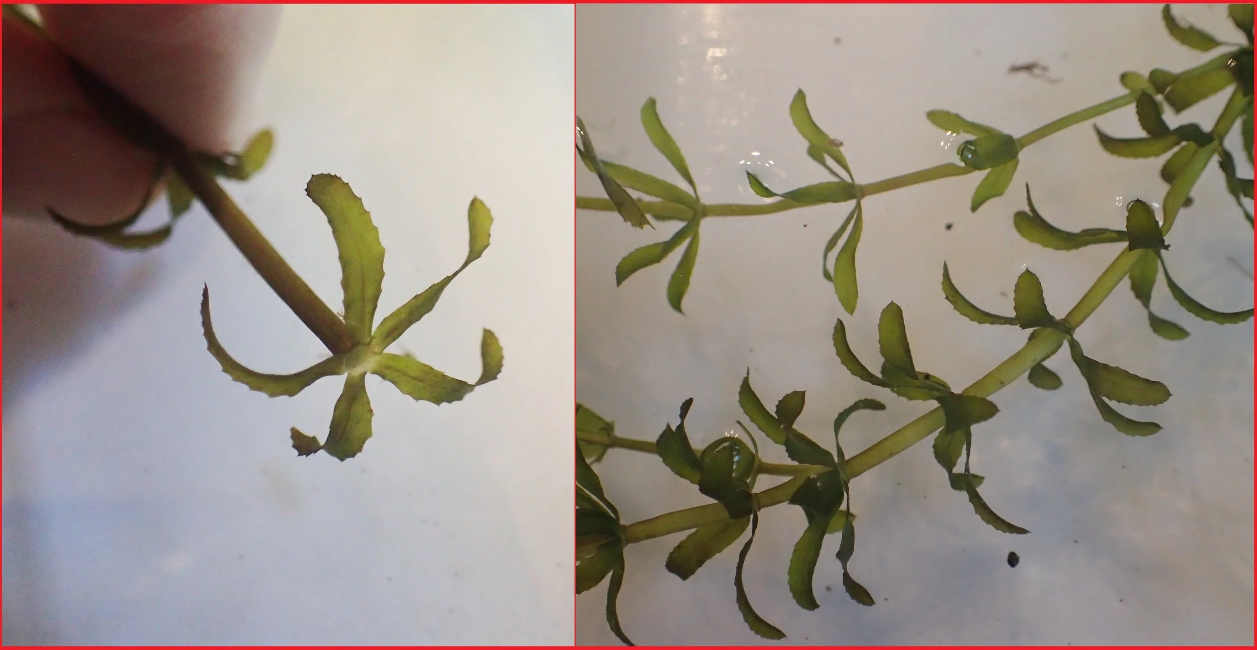 Fig. 1. Leaves of hydrilla are toothed and typically arranged in whorls of 5. Photo credit Heather Desko, NJWSA. 