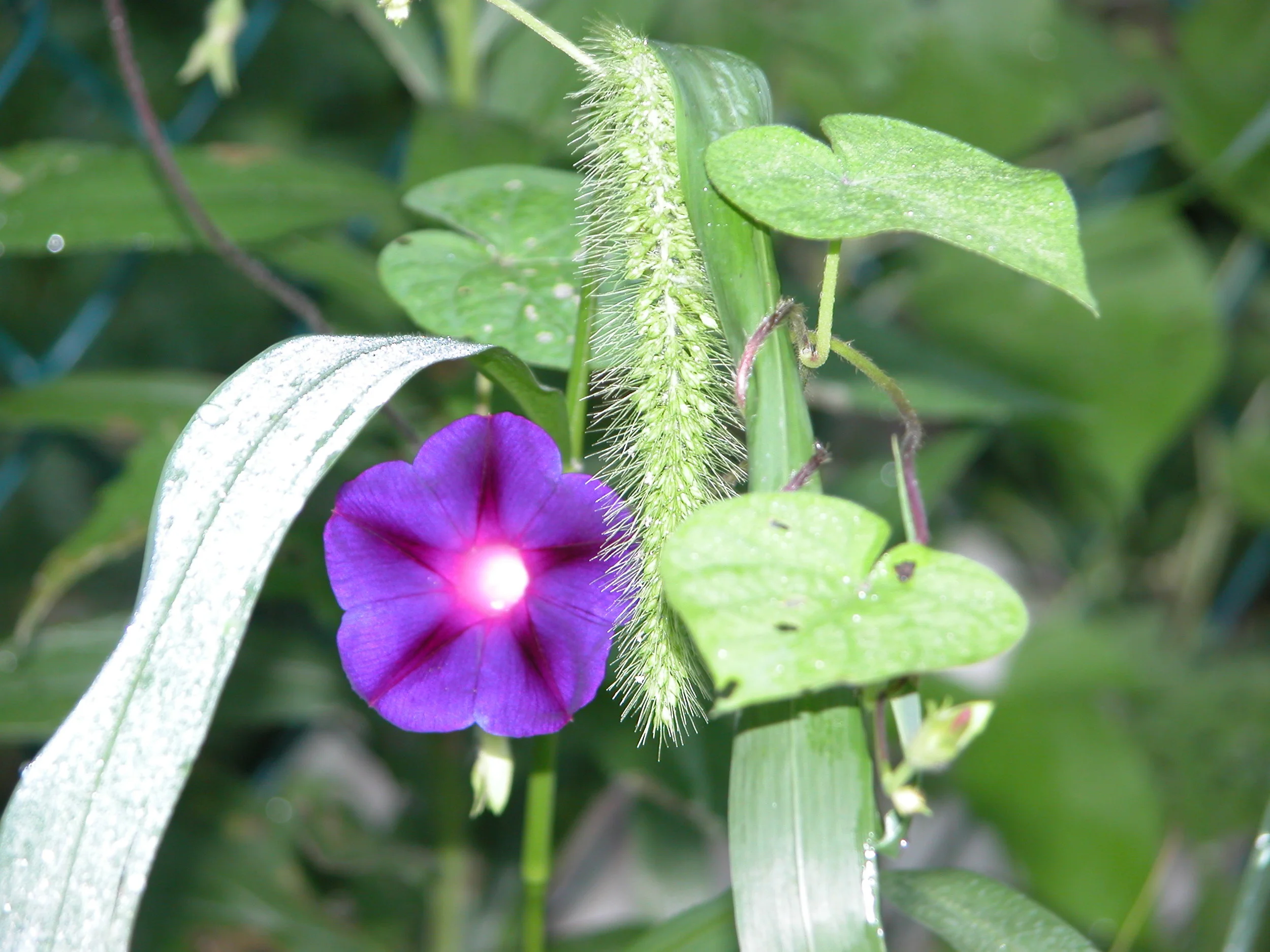 Morning Glory.JPG