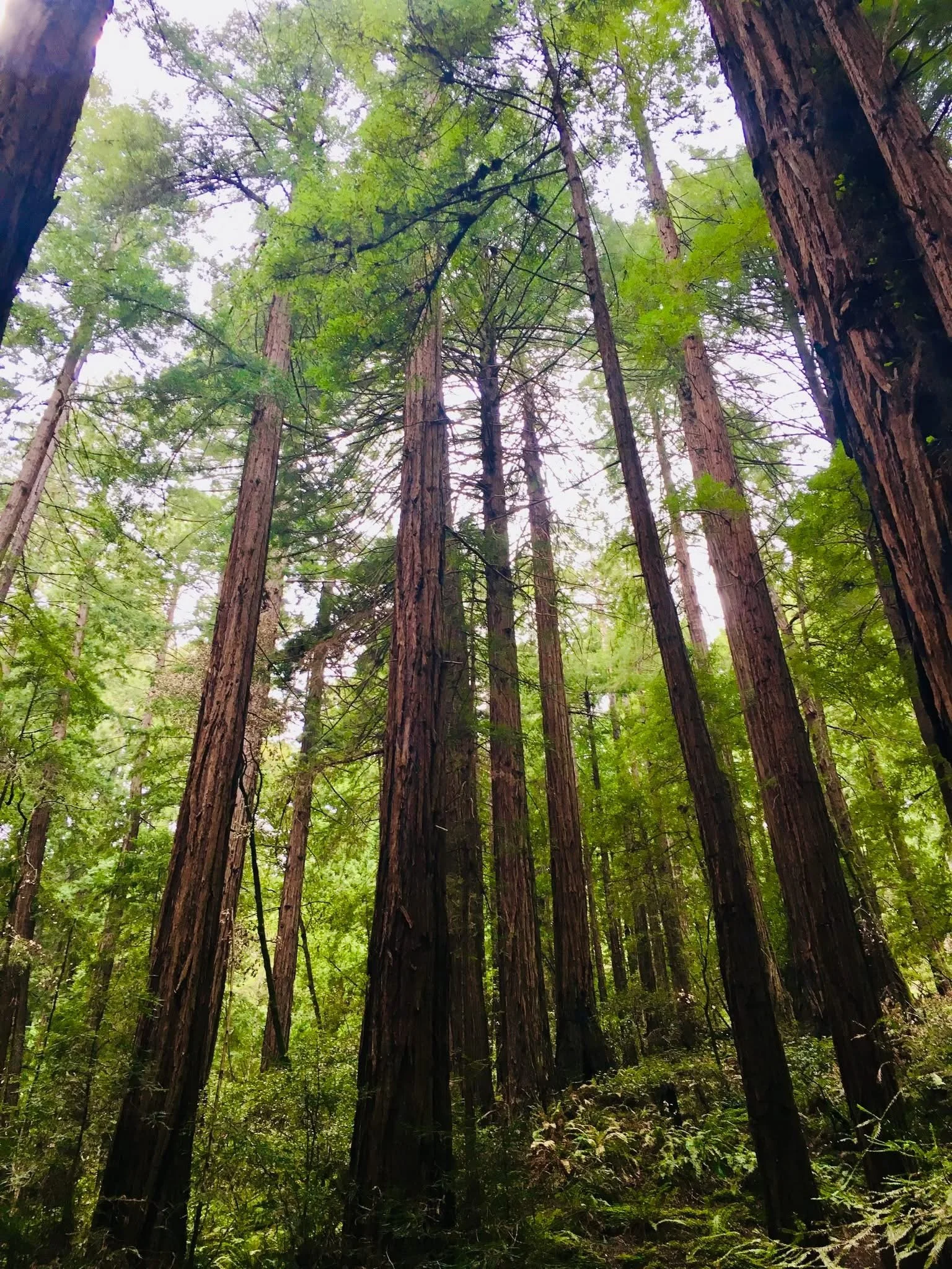 Redwood trees in a forest, tall and interconnected, with light filtering through