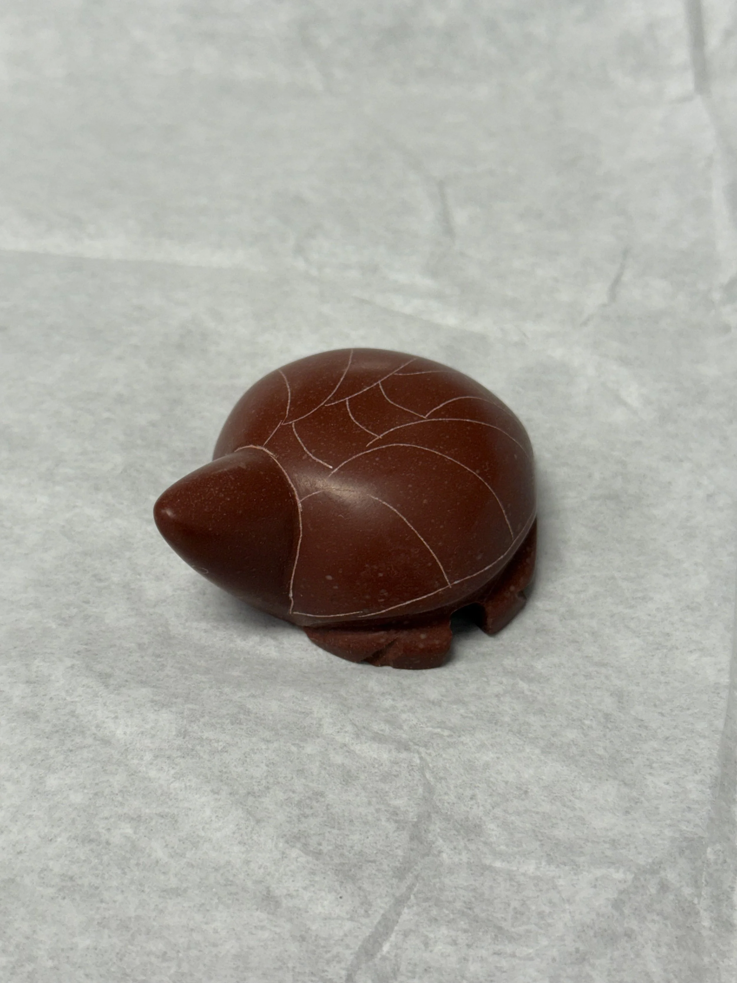 CP medium turtle.jpeg