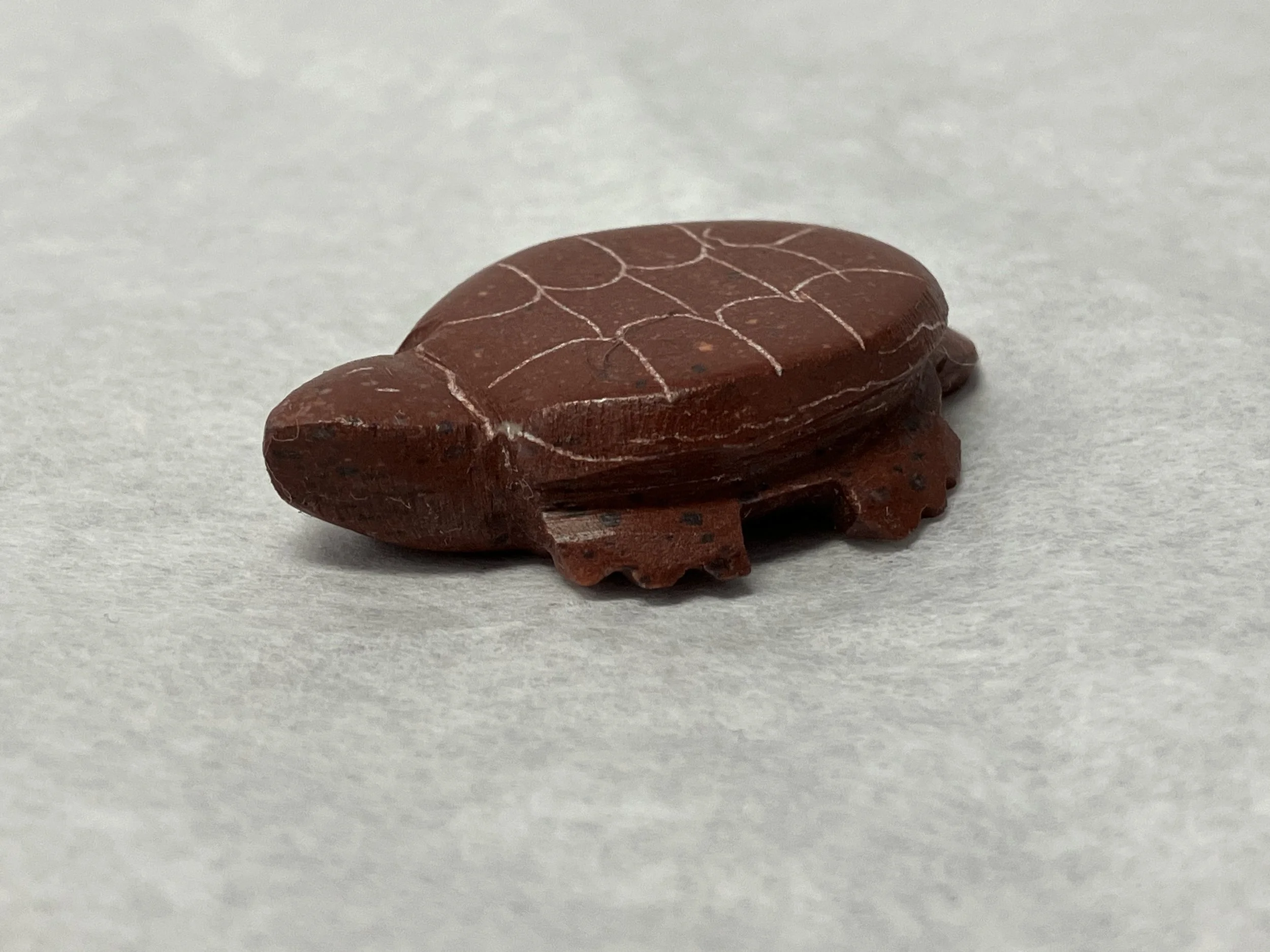 1898 JM turtle 1-1.JPG