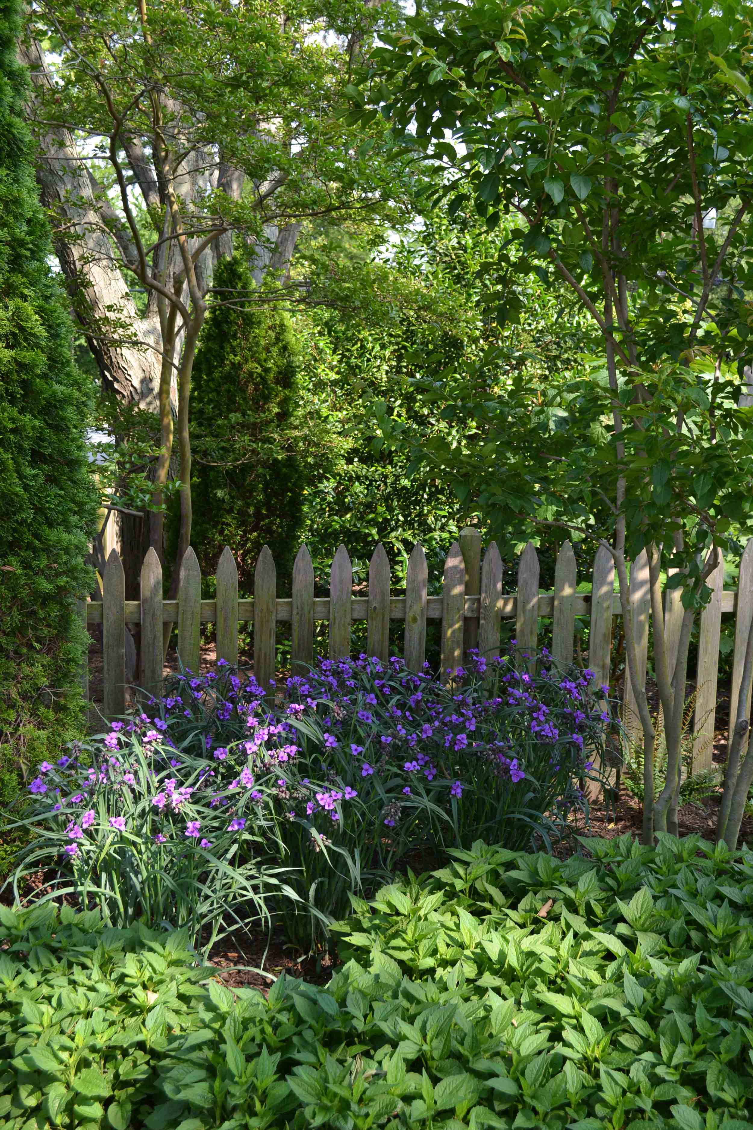 garden annapolis MD custom design layers of plants -.jpg