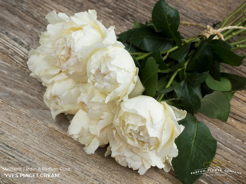 001 Rose Garden Yves Piaget Cream.jpg