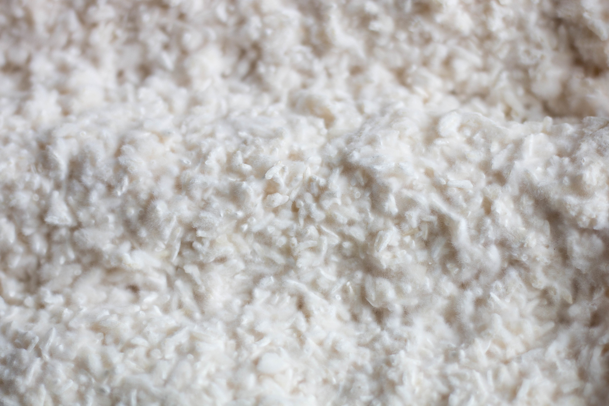 Rice grains after 36 hours of inoculation. You could pick this whole thing up i one piece. It stuck together like a cake.