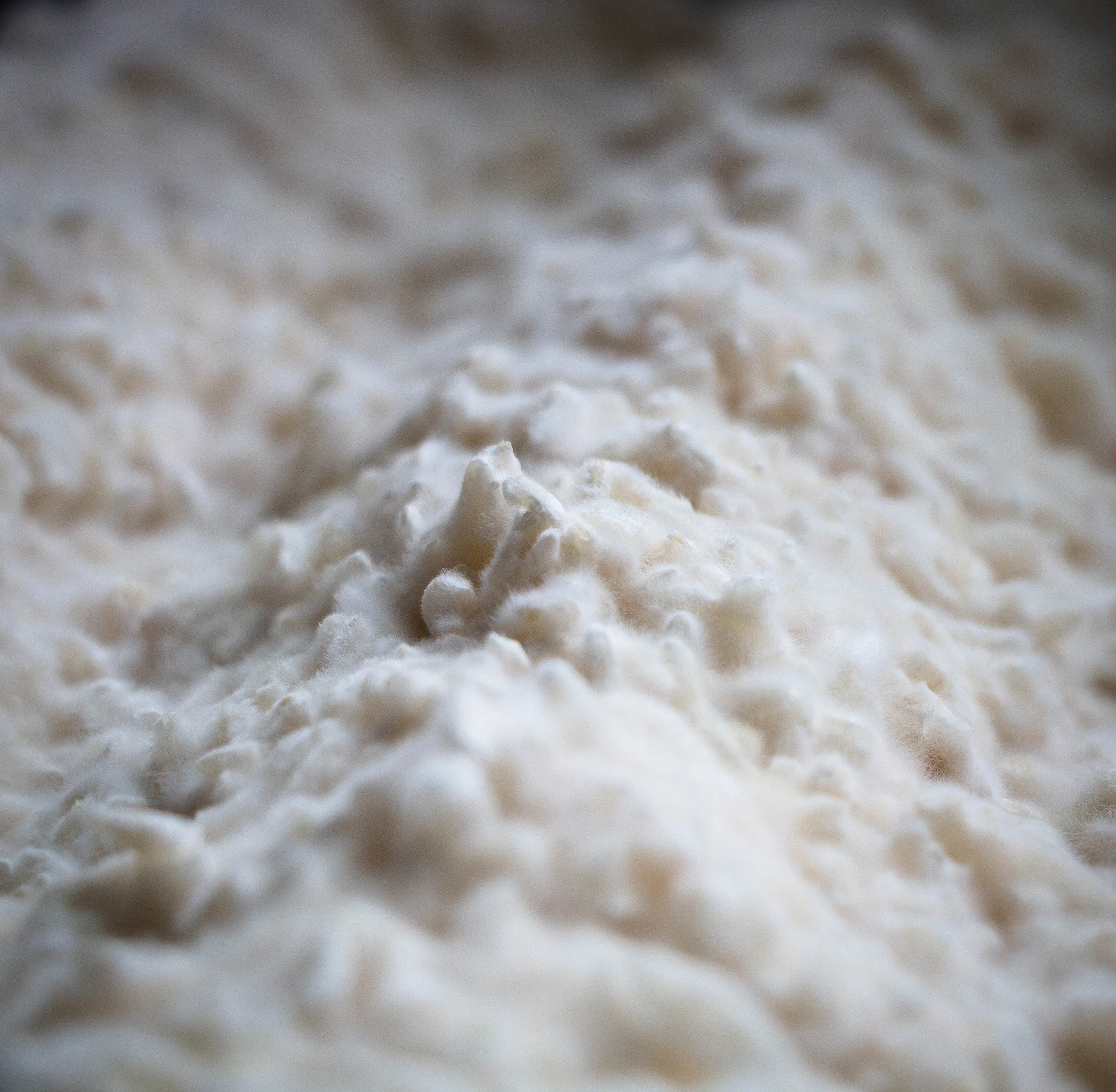 A closeup of the spores blooming on top of a bed of jasmine rice!