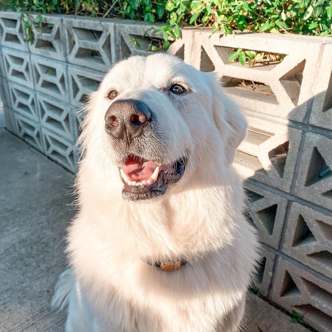 Look at this adorable face 🐶❤️!!!
We can&rsquo;t get enough of our GRUB pups.
Keep &lsquo;em coming! We have plenty of outdoor space for your furry companion to chill🧊, drink💦and get served random food bits 🥓 under the table.
.
Thanks for hanging