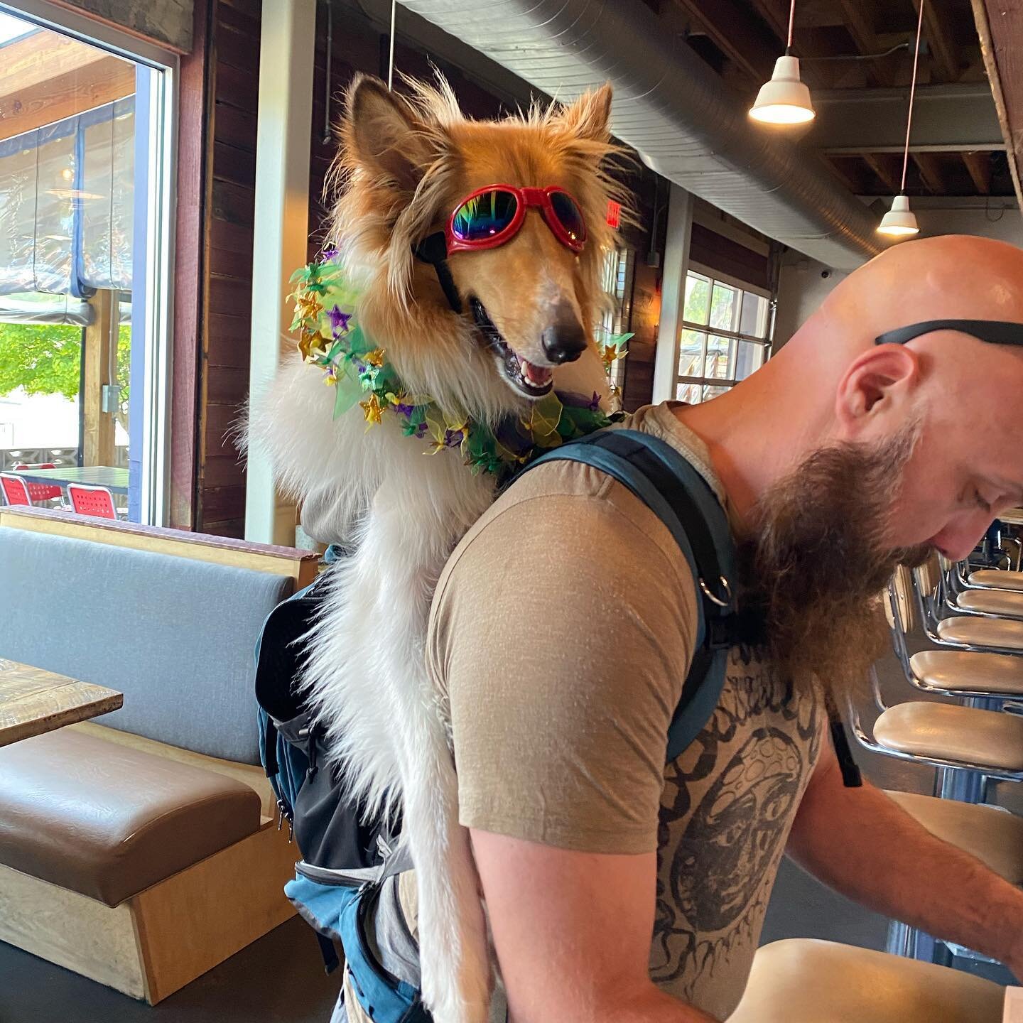 ✨Celebrity Sighting 😎!!!✨
Or at least a celebrity in our world:)
Have any of our #durham peeps seen this adorable creature and its human about town?🙋🏽&zwj;♀️🙋🏾🙋🏼&zwj;♂️
We are in ❤️😍
.
#dogsofgrub #dogfriendly #lunch #nc #durhamnc #localeats