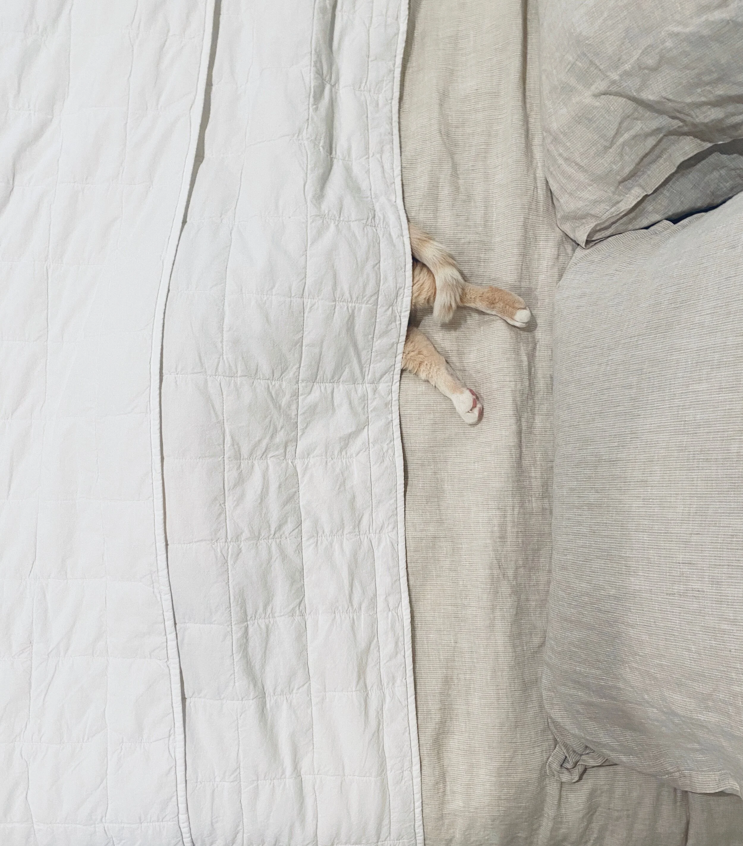 Certainly In Love (Single)