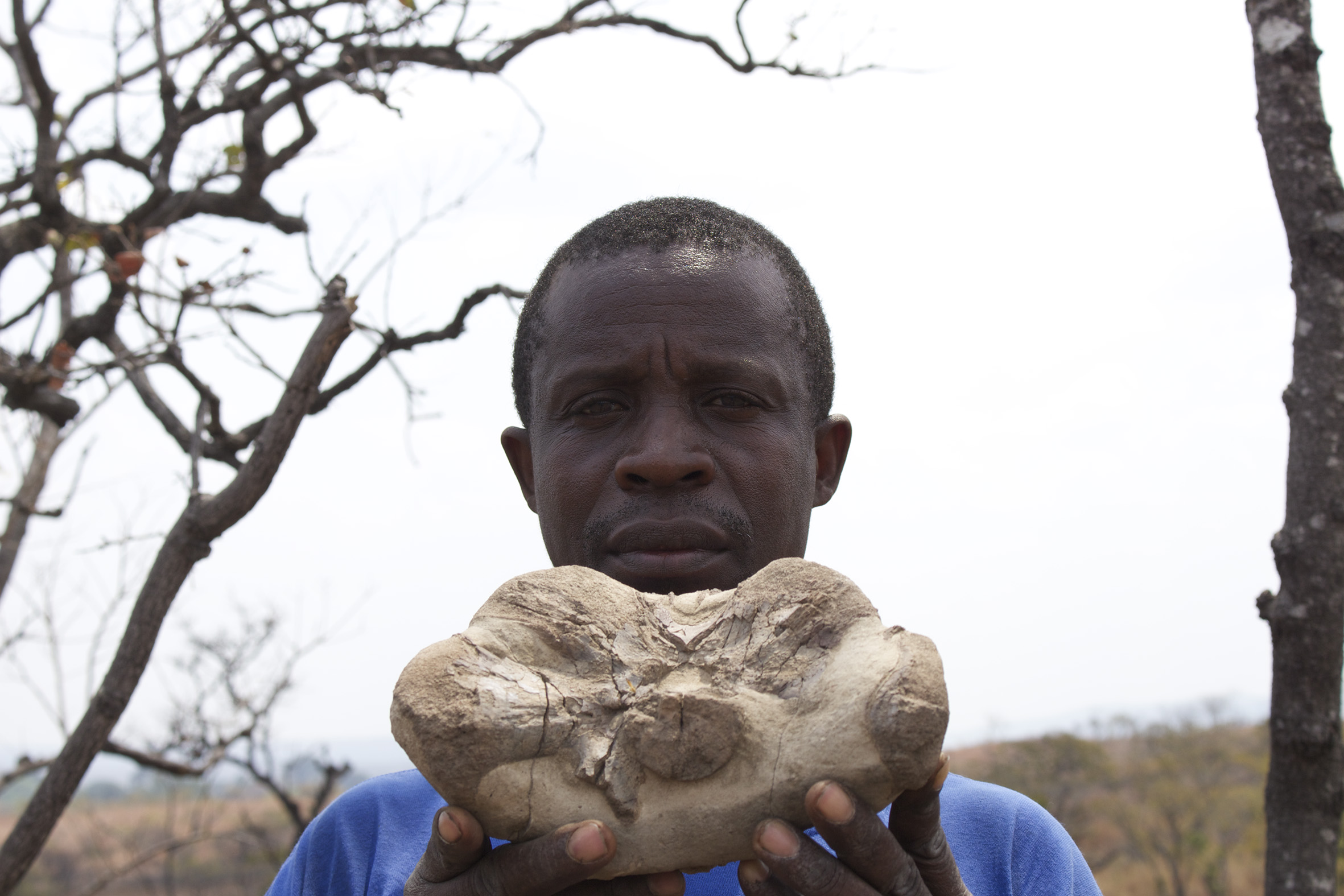 PalNiassa field assistant holding an Endothiodon fossil collected in Niassa (2014)