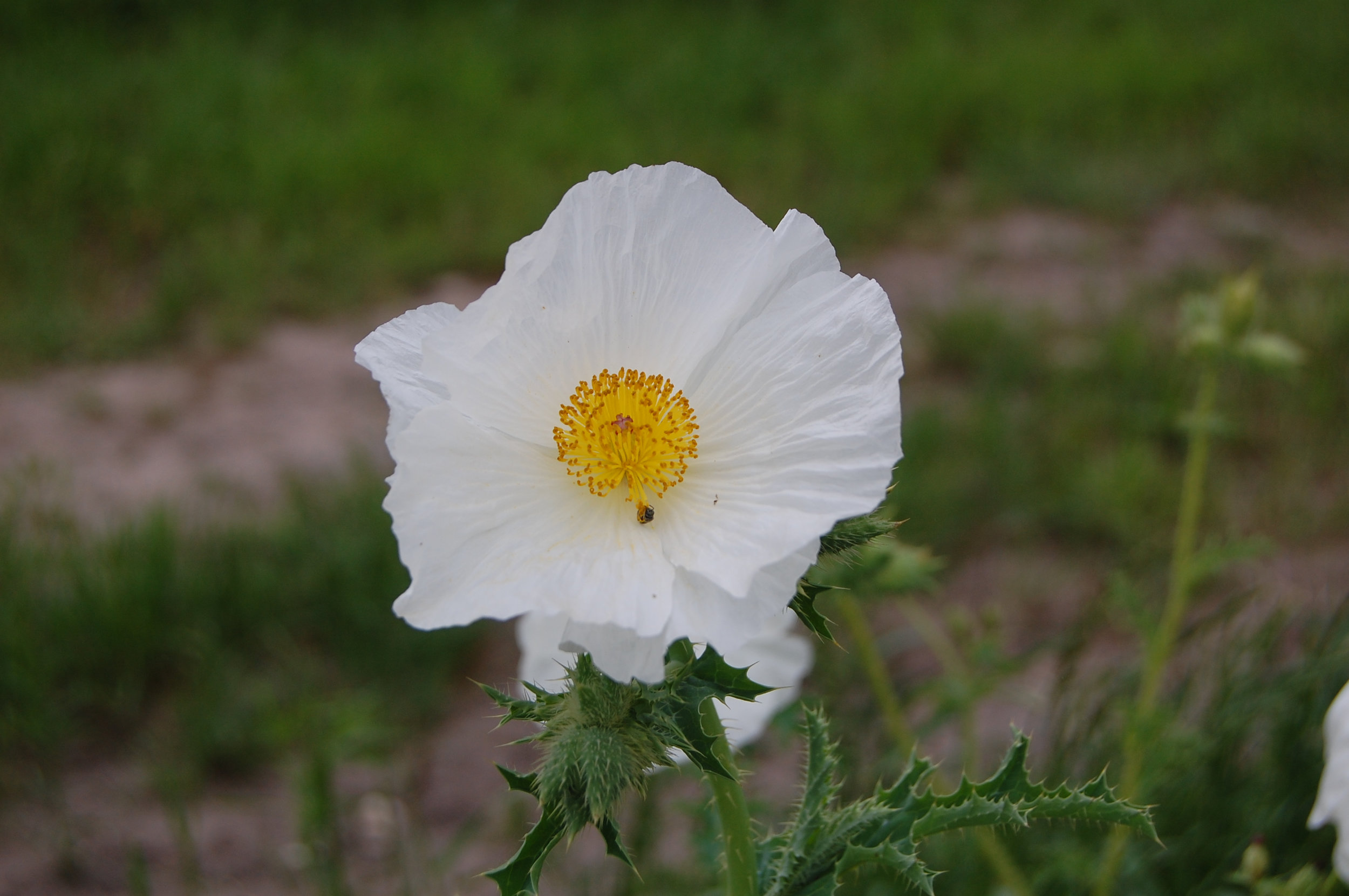 Flower.jpg