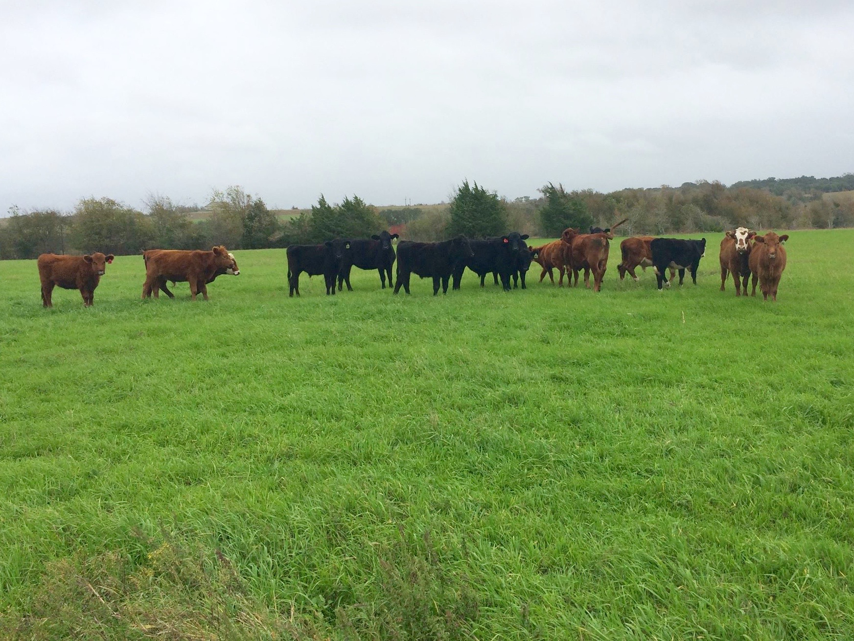 Winter herd on Winter rye.jpg
