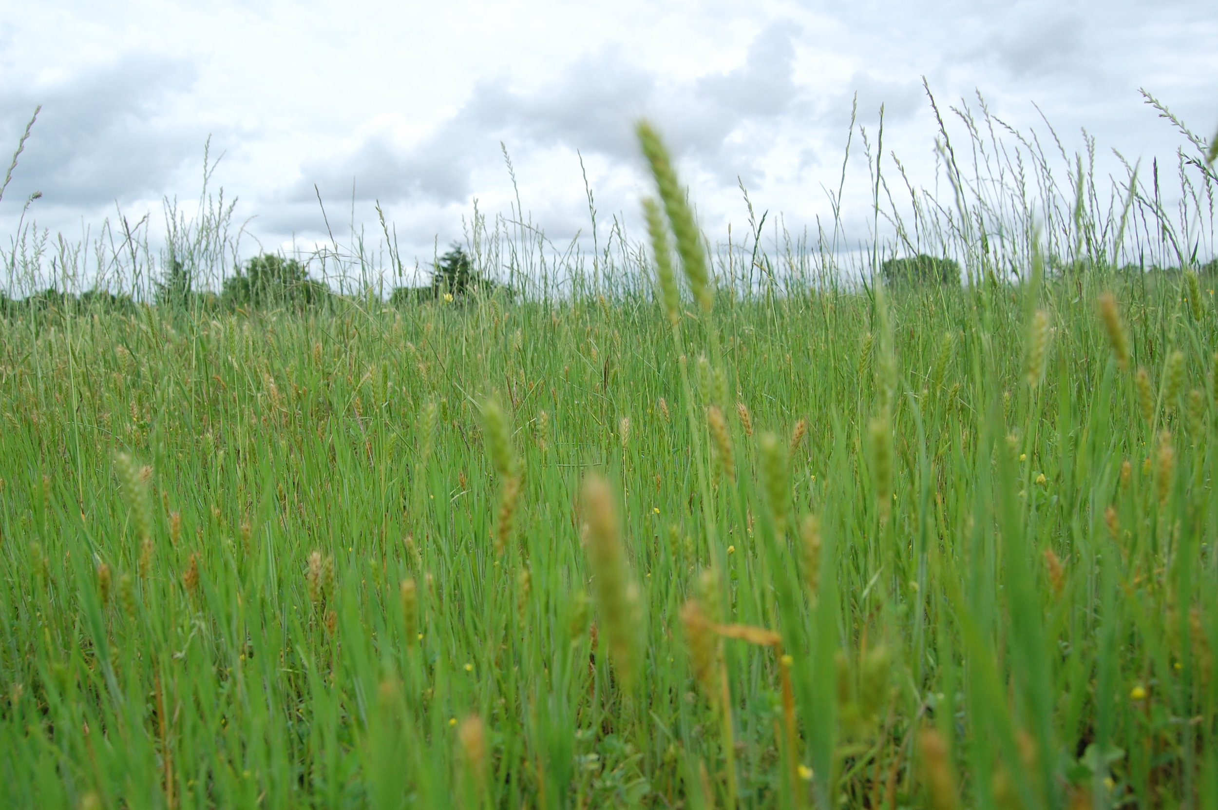 Grasses.jpg