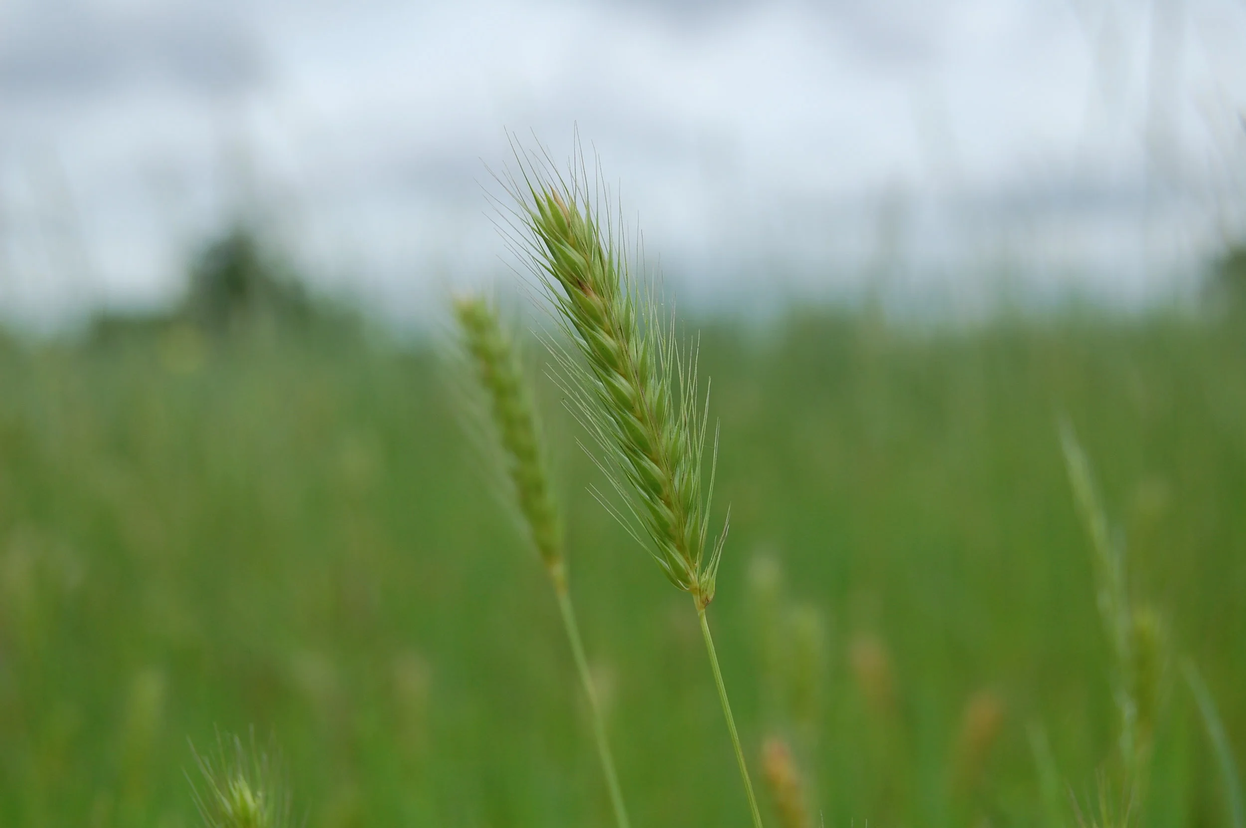 JVF-BlueGrasses.jpg