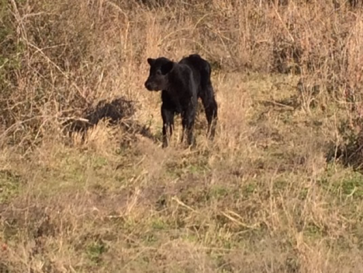 Our new calf.