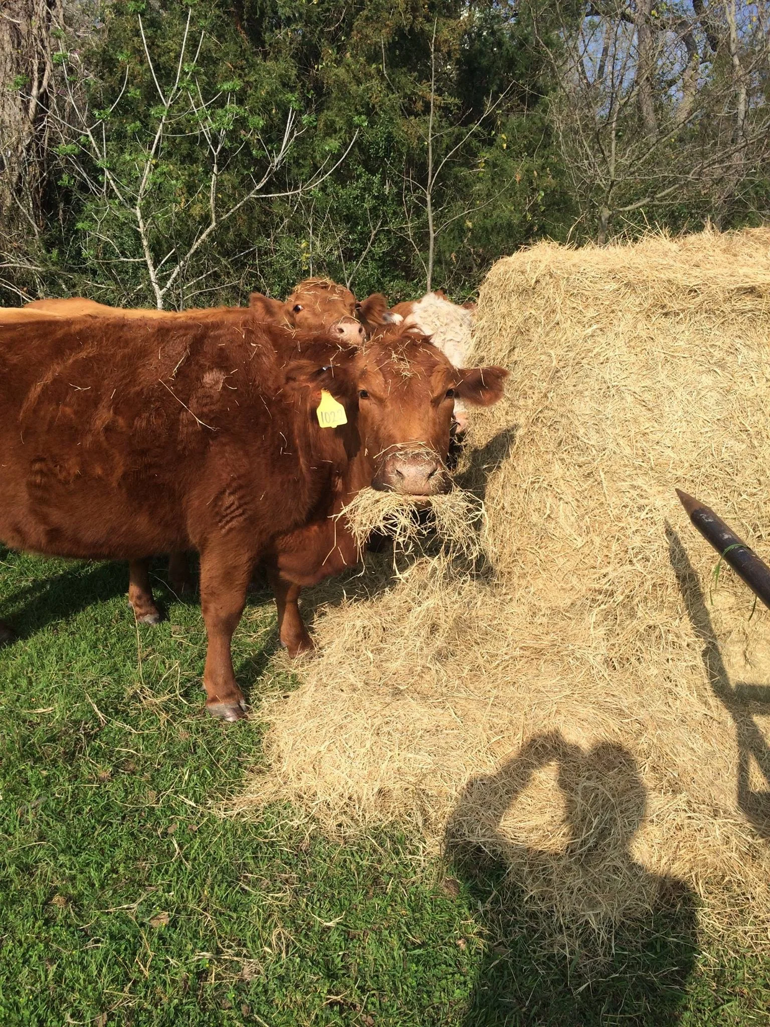 Jolie Vue Farms - Cows Eating.